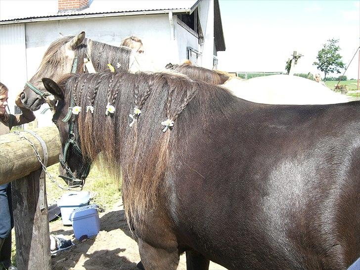 Meldgaard - Sóley billede 33