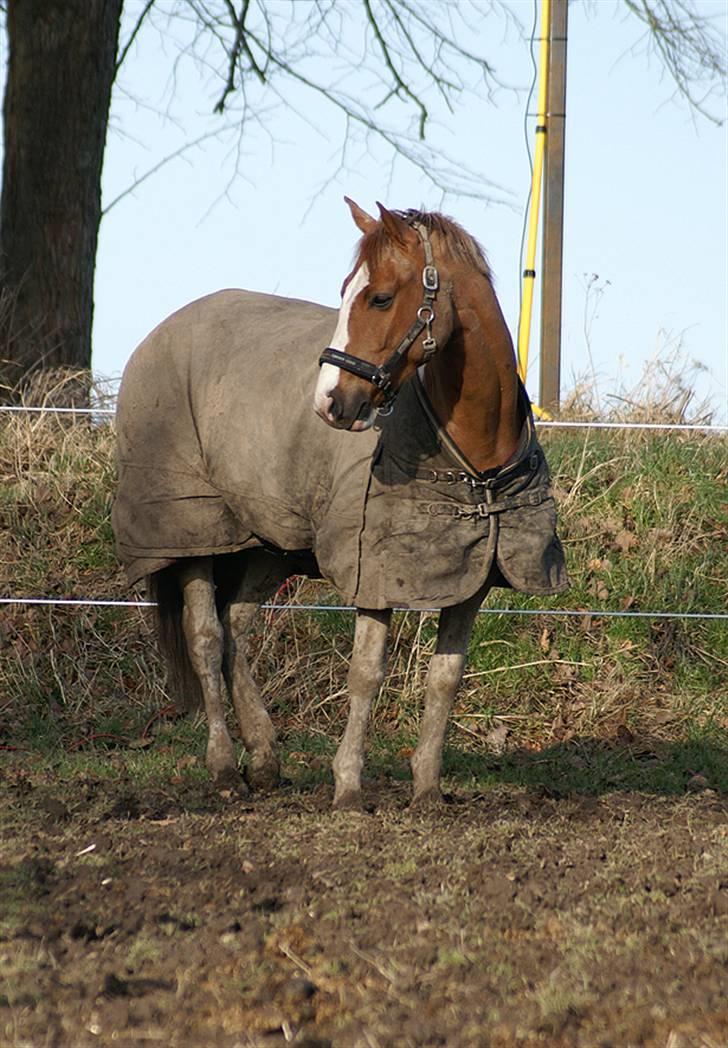 Stald Langdyssen, 7. februar 2008 billede 1