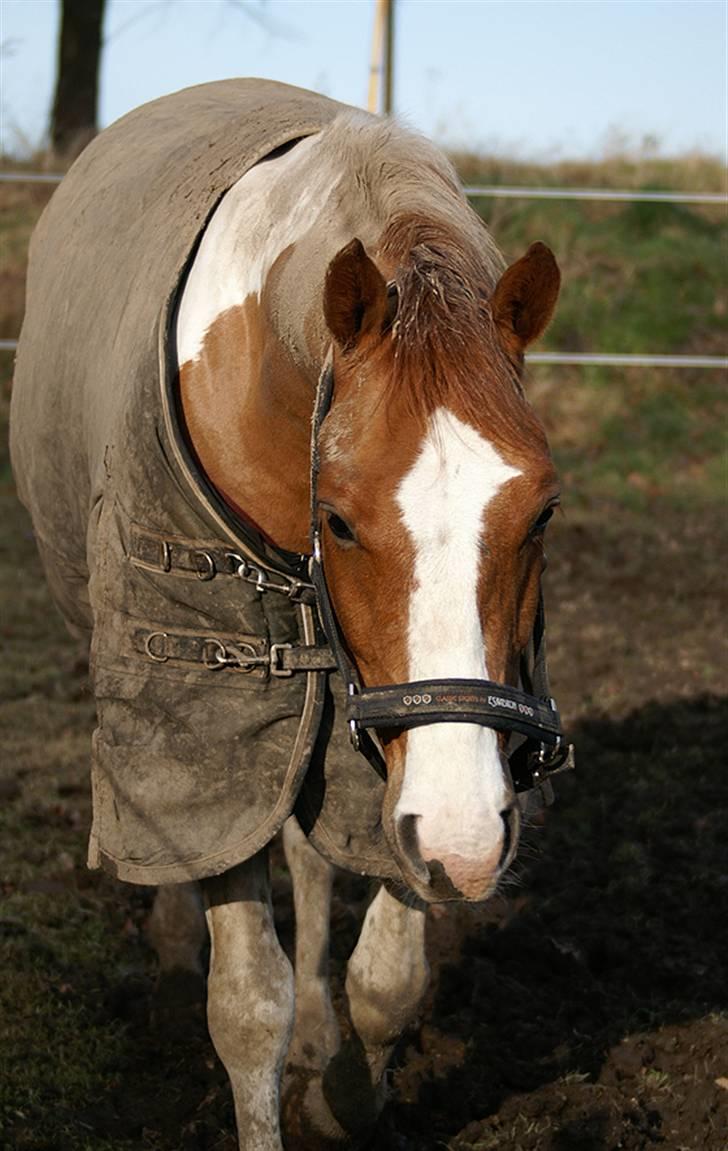 Stald Langdyssen, 7. februar 2008 billede 2