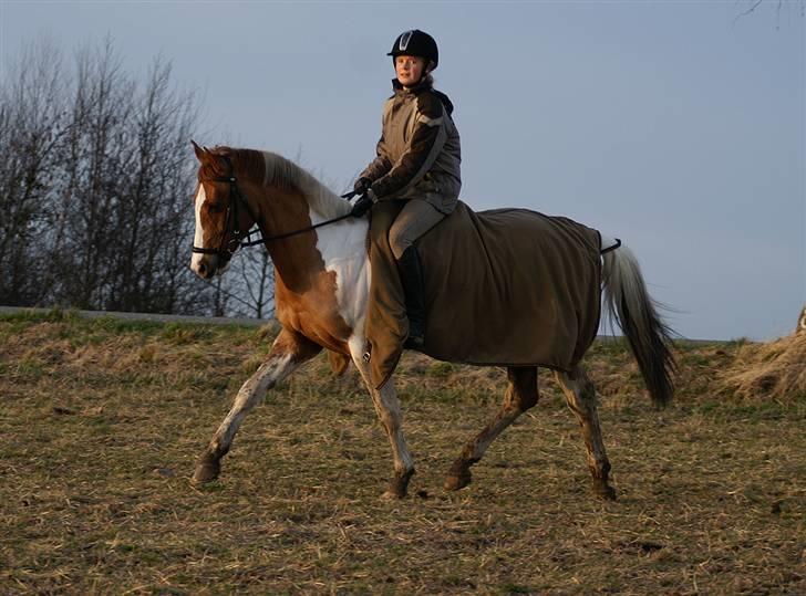 Stald Langdyssen, 7. februar 2008 billede 4