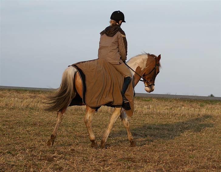 Stald Langdyssen, 7. februar 2008 billede 5