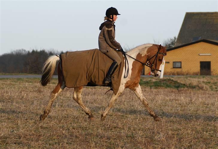Stald Langdyssen, 7. februar 2008 billede 6
