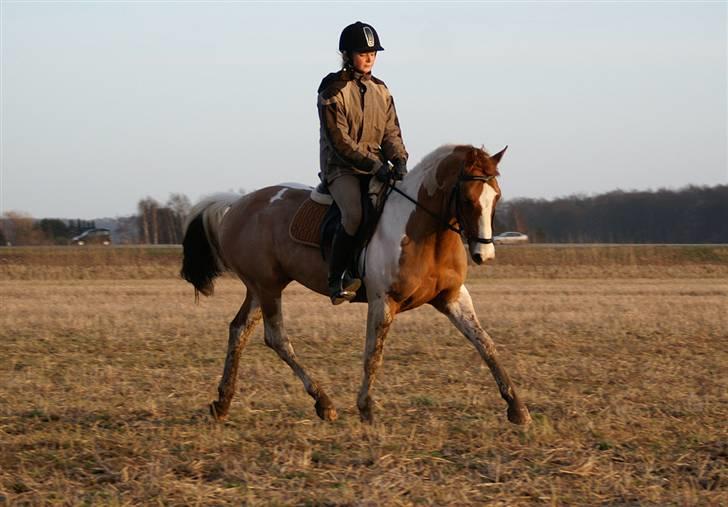 Stald Langdyssen, 7. februar 2008 billede 9