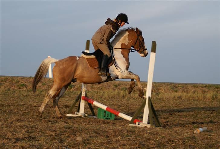 Stald Langdyssen, 7. februar 2008 billede 10