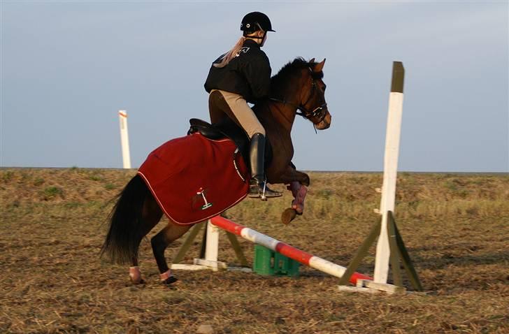 Stald Langdyssen, 7. februar 2008 billede 11