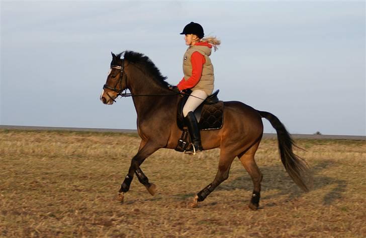 Stald Langdyssen, 7. februar 2008 billede 12