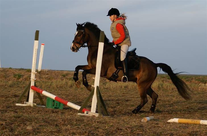 Stald Langdyssen, 7. februar 2008 billede 13