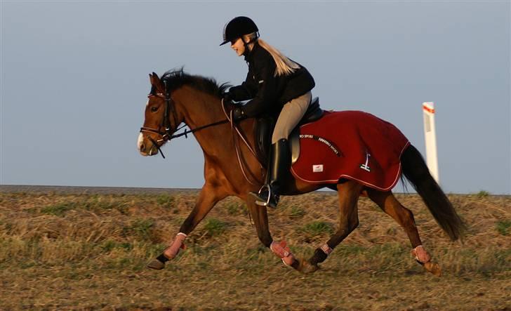 Stald Langdyssen, 7. februar 2008 billede 14