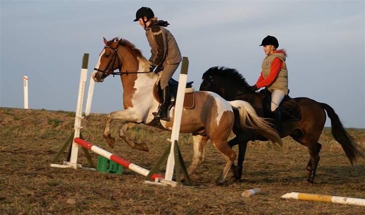 Stald Langdyssen, 7. februar 2008 billede 15