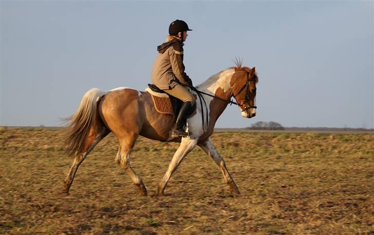 Stald Langdyssen, 7. februar 2008 billede 16