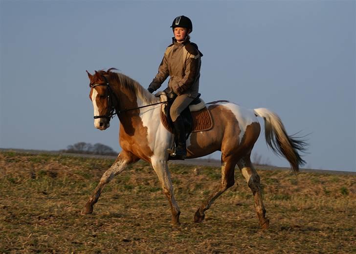 Stald Langdyssen, 7. februar 2008 billede 17