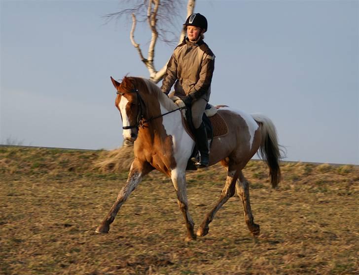 Stald Langdyssen, 7. februar 2008 billede 18