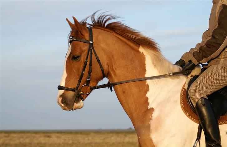 Stald Langdyssen, 7. februar 2008 billede 19