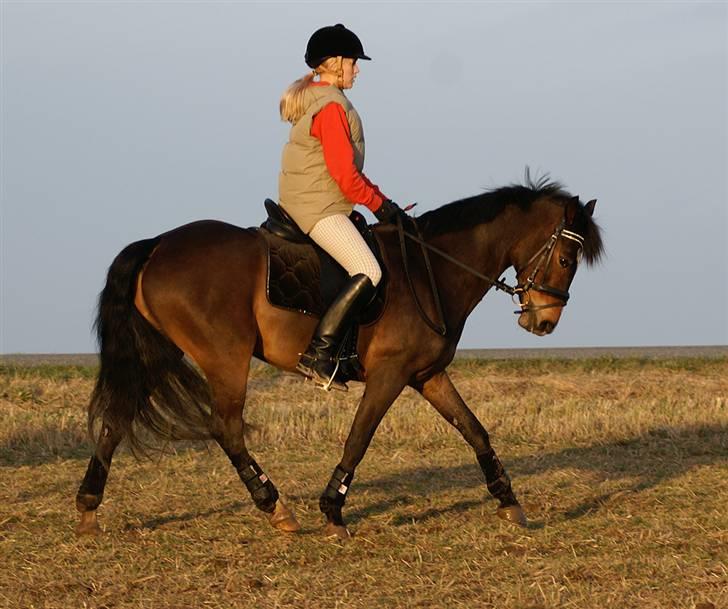 Stald Langdyssen, 7. februar 2008 billede 20
