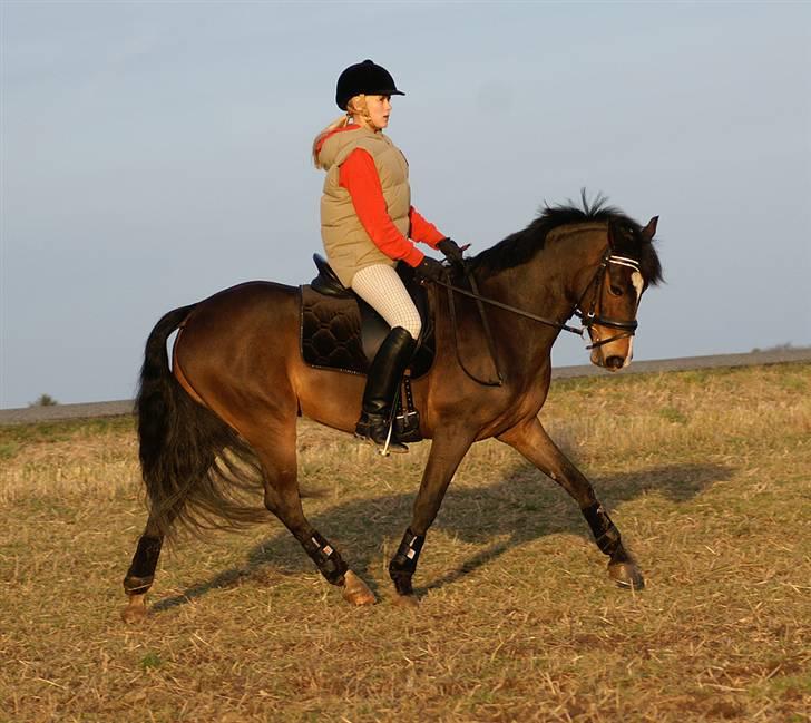 Stald Langdyssen, 7. februar 2008 billede 21