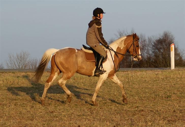 Stald Langdyssen, 7. februar 2008 billede 22
