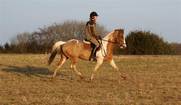 Stald Langdyssen, 7. februar 2008 billede 23