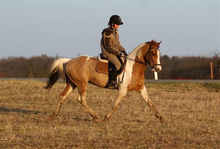Stald Langdyssen, 7. februar 2008 billede 24