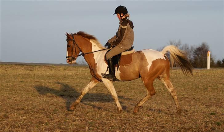 Stald Langdyssen, 7. februar 2008 billede 25