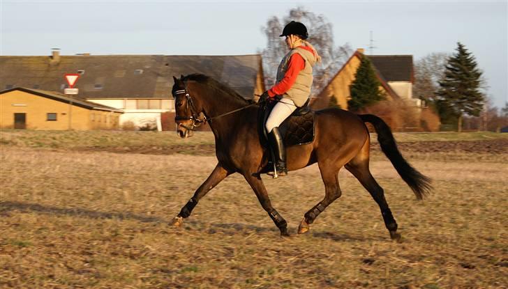 Stald Langdyssen, 7. februar 2008 billede 26