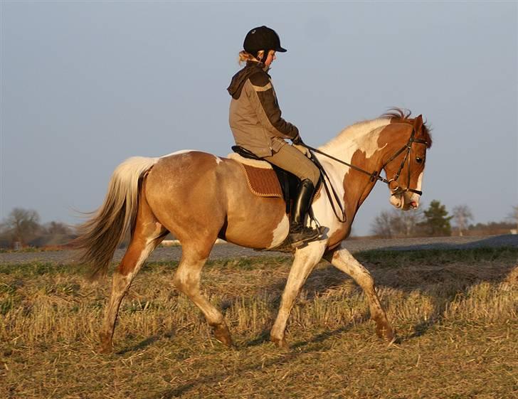 Stald Langdyssen, 7. februar 2008 billede 27