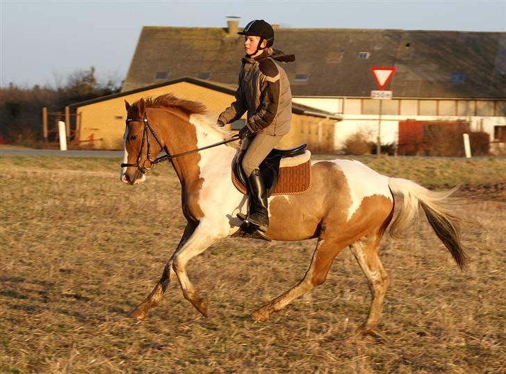 Stald Langdyssen, 7. februar 2008 billede 30