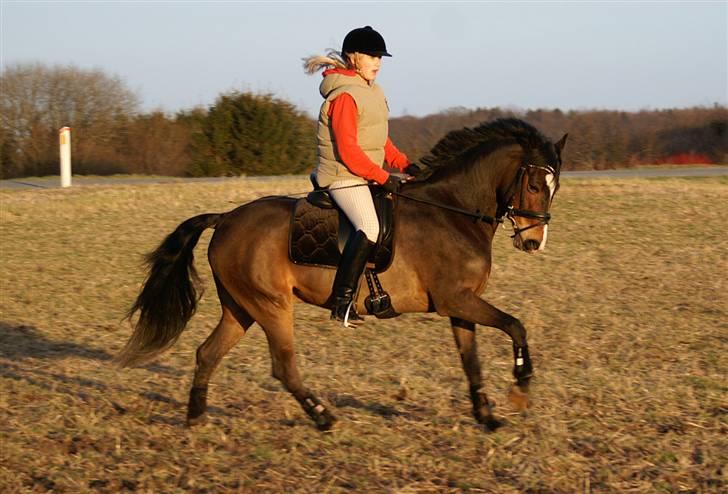Stald Langdyssen, 7. februar 2008 billede 31