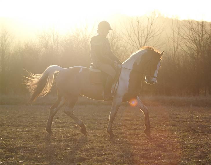 Stald Langdyssen, 7. februar 2008 - Jeg ved godt at det er taget i modlys og sådan noget, men synes der er noget specielt over det :D billede 33