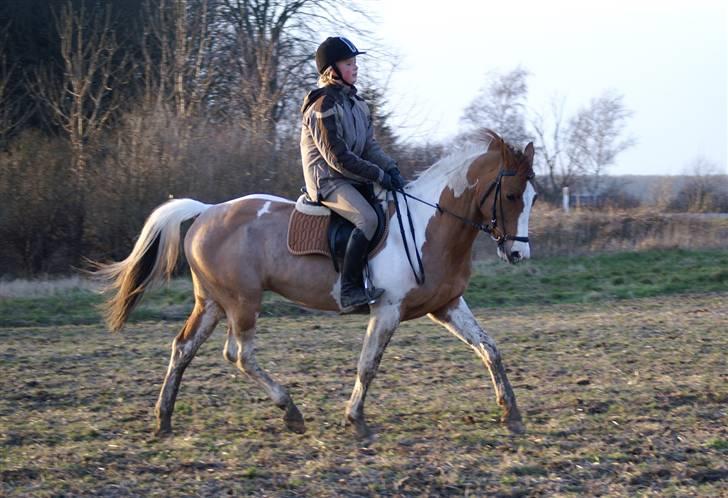 Stald Langdyssen, 7. februar 2008 billede 34