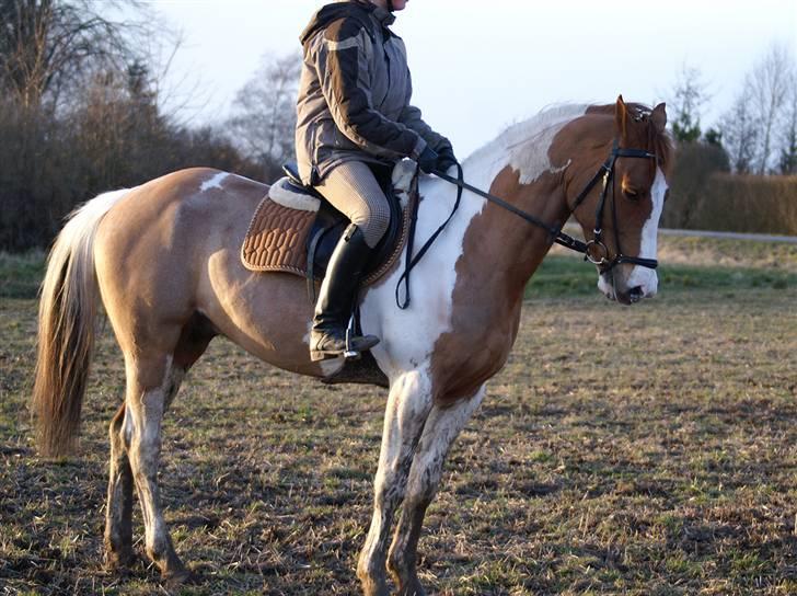 Stald Langdyssen, 7. februar 2008 billede 35