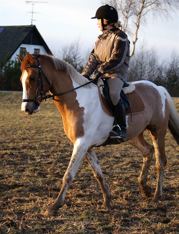 Stald Langdyssen, 7. februar 2008 billede 37
