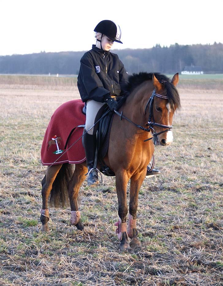 Stald Langdyssen, 7. februar 2008 billede 38