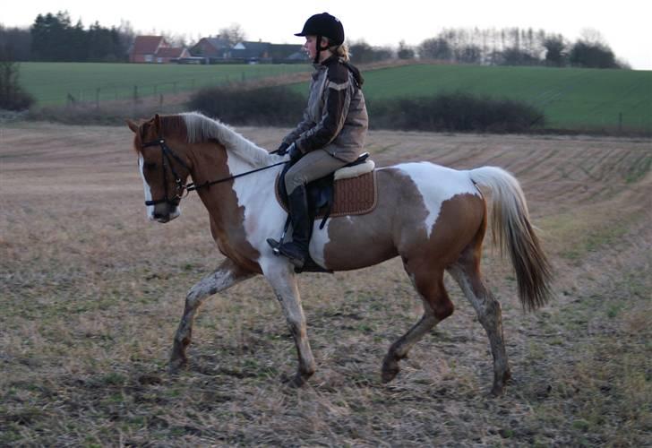 Stald Langdyssen, 7. februar 2008 billede 39