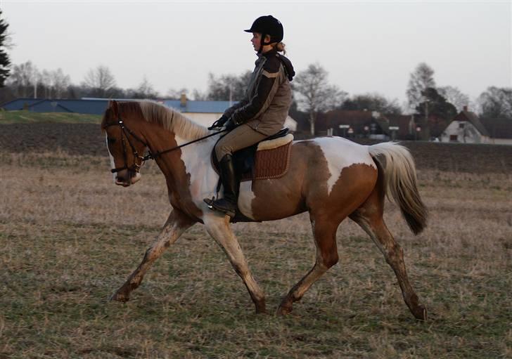 Stald Langdyssen, 7. februar 2008 billede 40