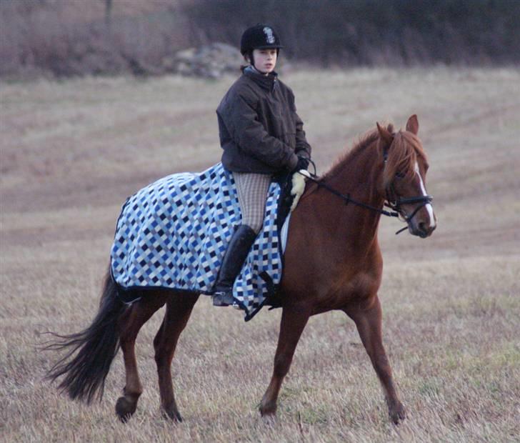 Stald Langdyssen, 7. februar 2008 billede 42