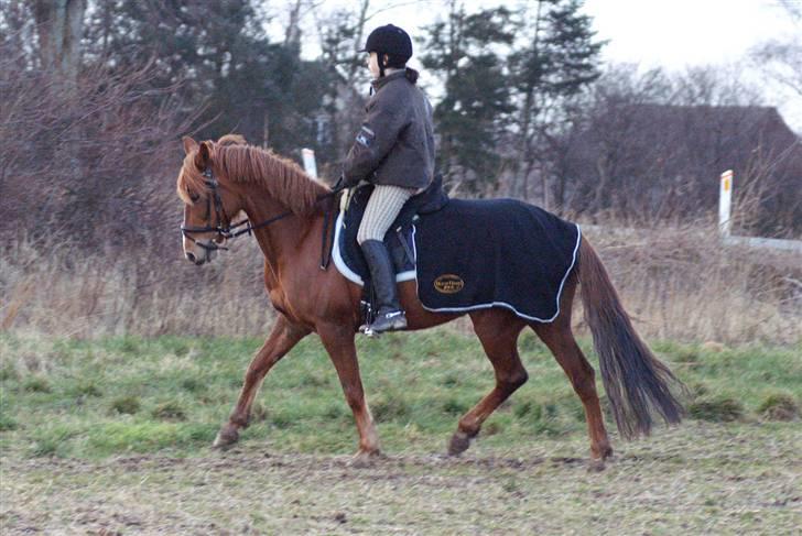 Stald Langdyssen, 7. februar 2008 billede 43