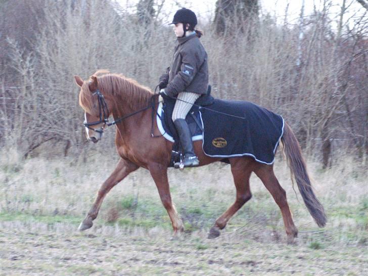 Stald Langdyssen, 7. februar 2008 billede 44