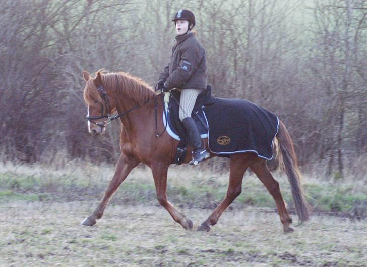 Stald Langdyssen, 7. februar 2008 billede 45