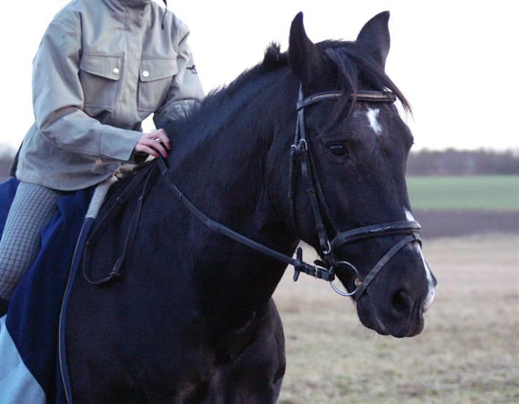 Stald Langdyssen, 7. februar 2008 billede 46