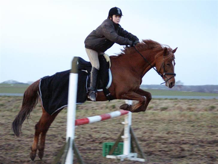 Stald Langdyssen, 7. februar 2008 billede 49