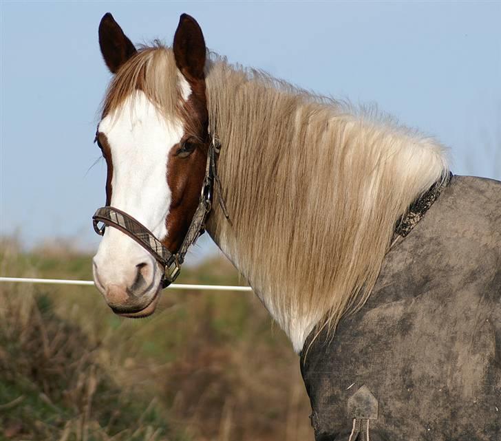 Stald Langdyssen, 7. februar 2008 billede 51