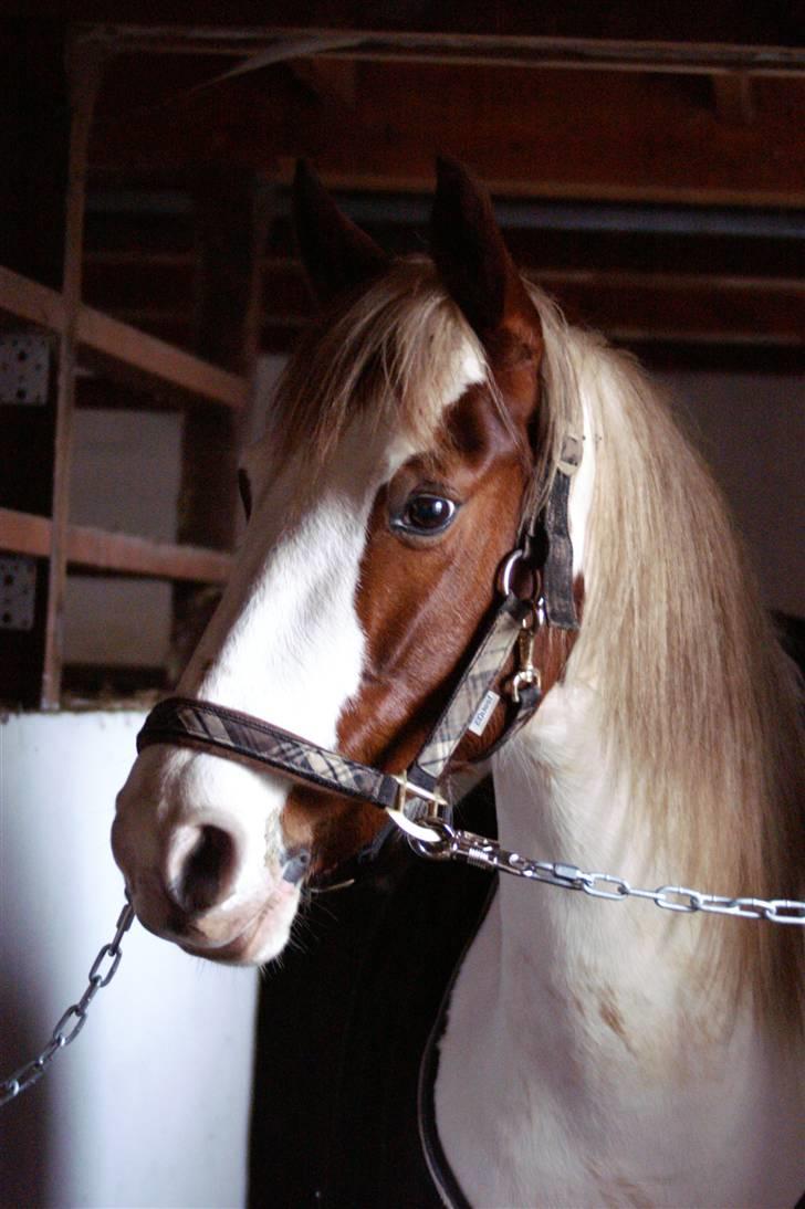 Stald Langdyssen, 7. februar 2008 billede 52