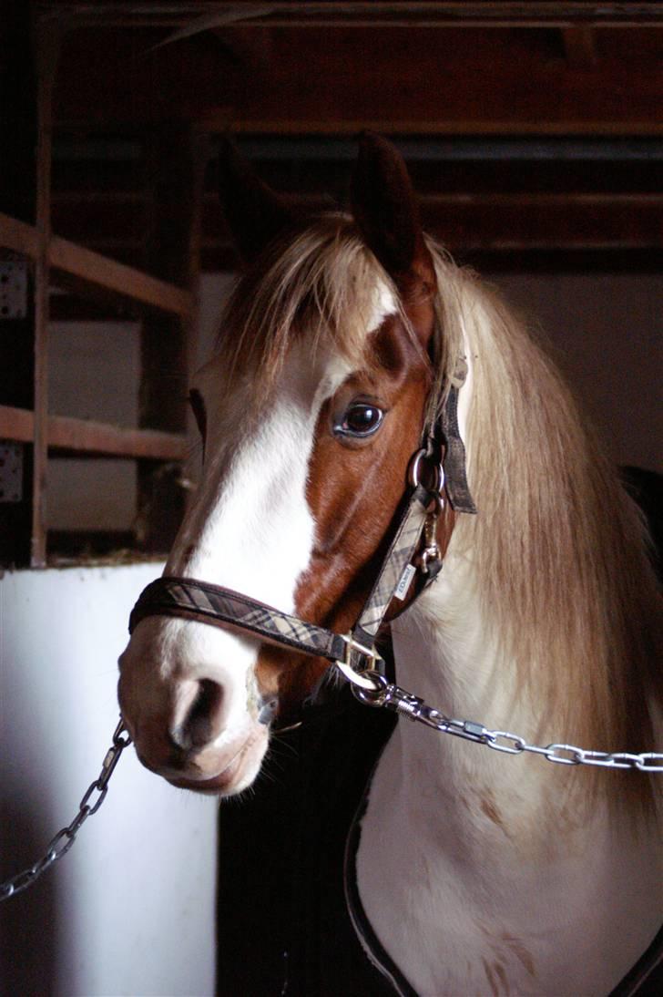 Stald Langdyssen, 7. februar 2008 billede 53