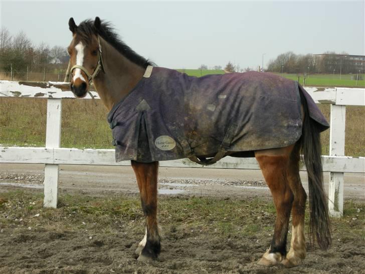 VERDENS SMUKKESTE kat 3 PONY KIGKIG billede 14