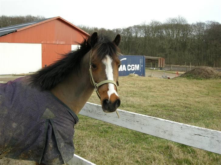 VERDENS SMUKKESTE kat 3 PONY KIGKIG billede 15