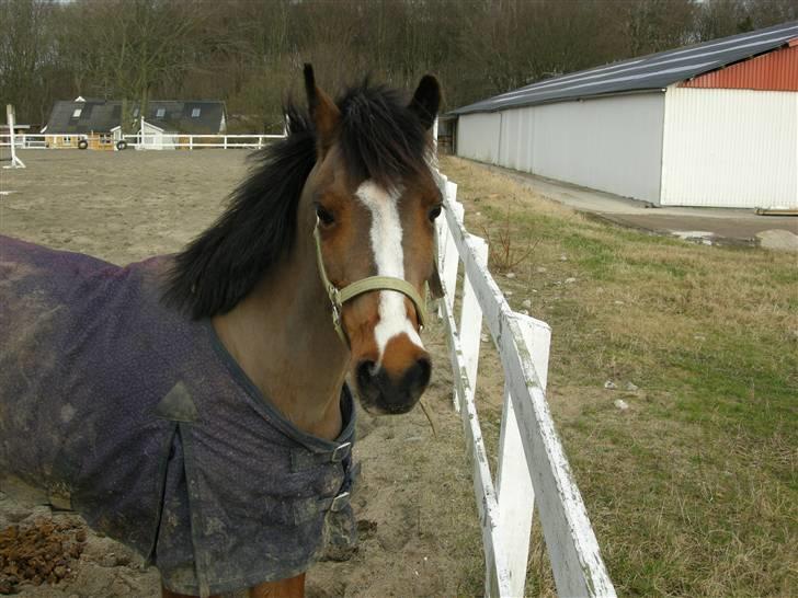 VERDENS SMUKKESTE kat 3 PONY KIGKIG billede 16