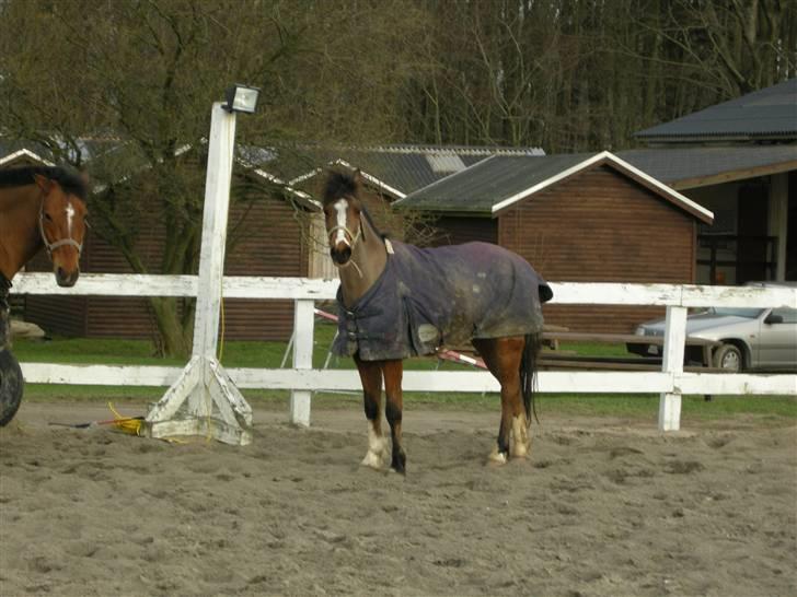 VERDENS SMUKKESTE kat 3 PONY KIGKIG billede 17