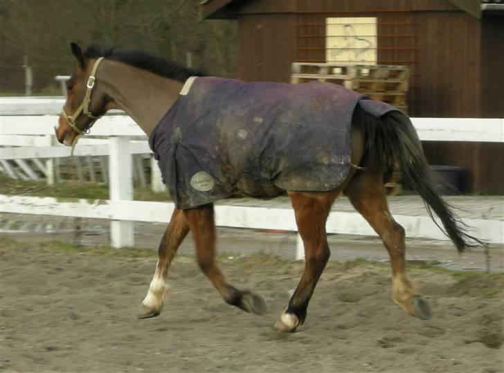 VERDENS SMUKKESTE kat 3 PONY KIGKIG billede 18