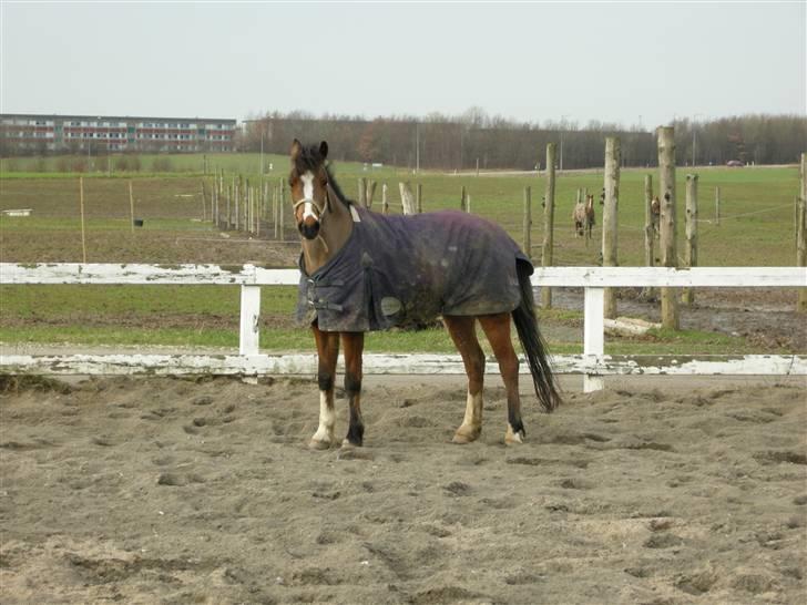VERDENS SMUKKESTE kat 3 PONY KIGKIG billede 19