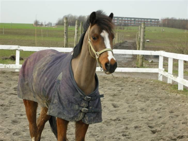 VERDENS SMUKKESTE kat 3 PONY KIGKIG billede 20